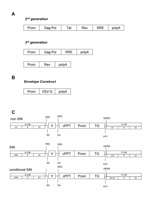 Figure 1.1 : Expression constructs for lentiviral vector production.  