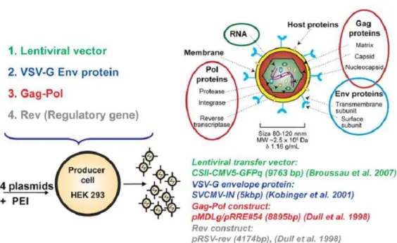 Figure 2.1 : LV production by PEI-based transient transfection. 