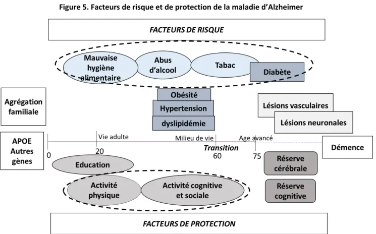 Figure 5 . Fa teu s de  is ue et de p ote tio  de la  aladie d’Alzhei e   