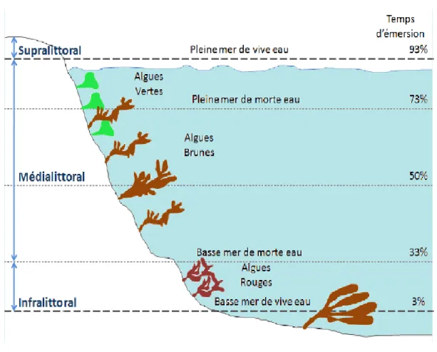 Figure 1. Distribution des algues (Leclerc, 2010). 
