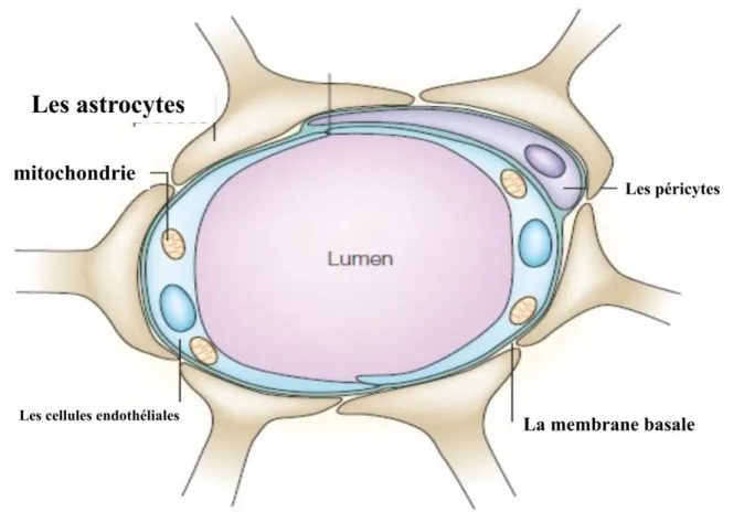Figure  4.  Schéma  représentatif  de  la  barrière  hématoencéphalique  sur  une  coupe  coronale  d’un capillaire cérébral d’après (Loscher et Potschka, 2005 ).