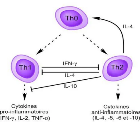 Figure 5. La balance lymphocytaire Th1/Th2 (Koshino et al., 1996). 