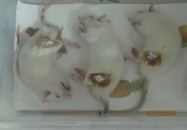 Figure 12. Photographie des rats en période de post-chirurgie. 