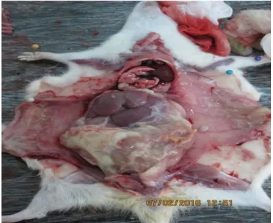 Figure 07. Dissection et prélèvement des organes 