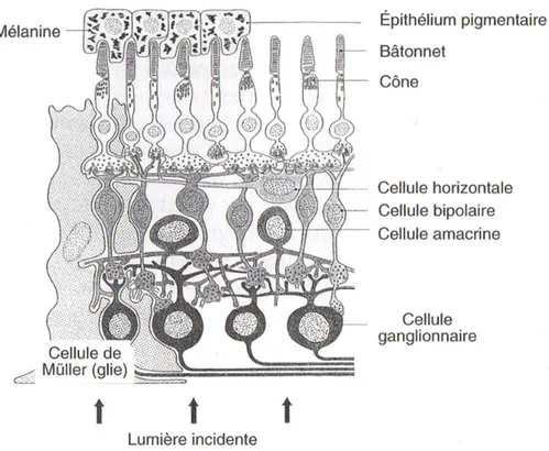 Figure 1.2 – Convergence de l’information dans la rétine. L’information visuelle est captée par les récepteurs de la vision (cônes &amp; batonnets), et converge ensuite par les cellules bipolaires, horizontales, amacrines et ganglionnaires pour former le n