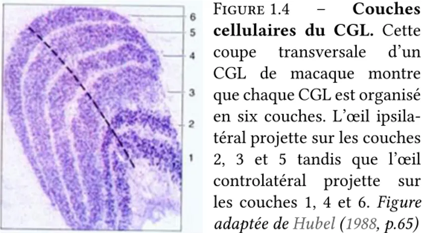 Figure 1.4 – Couches