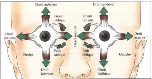 Figure 1.6 – Les muscles extra-oculaires. Chaque œil est contrôlé par trois paires de muscles antagonistes : la paire de muscles droits interne et externe, la paire de muscles droits supérieur et inférieur, et la paire de muscles de torsion petit oblique e