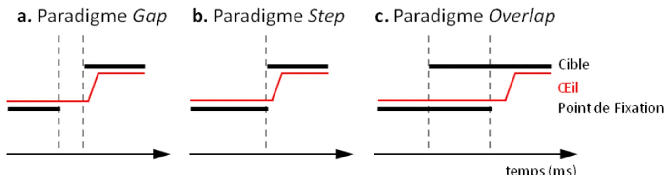 Figure 1.10 – Paradigmes de déclenchement des saccades. (a) Dans le paradigme gap, un délai (généralement autour de 200 ms) sépare la disparition du stimulus de fixation de l’apparition de la cible pour la saccade