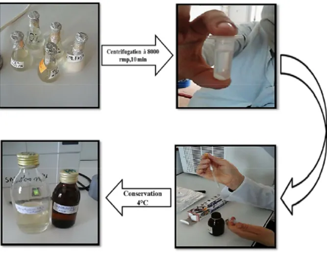 Figure 03 : Extraction des enzymes. 