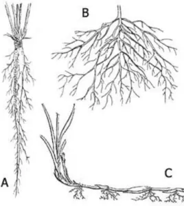 Figure 3 : Partie souterraine d’Artemisia herba alba (Bouraoui  et al., 2003) 