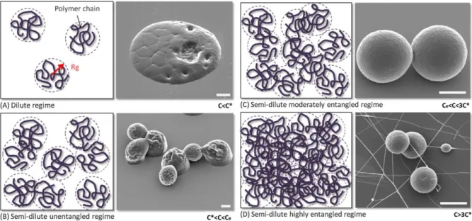 Figure 2.4: Physical representation at the molecular level of various entanglement regimes obtained  for  different  polymer  concentrations