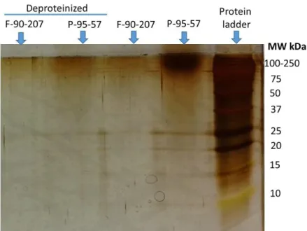 Figure 5.7: Identification of proteins before and after deproteinization of chitosan. Samples are P- P-95-57 (powder) and F-90-207 (flakes)
