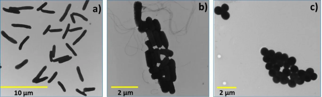 Figure 5.10: Morphology of intact: (a) E. coli; (b) L. innocua; (c) S. aureus cells. Images were  kindly provided by Mounia Arkoun from the Chemical Engineering Department, Polytechnique 