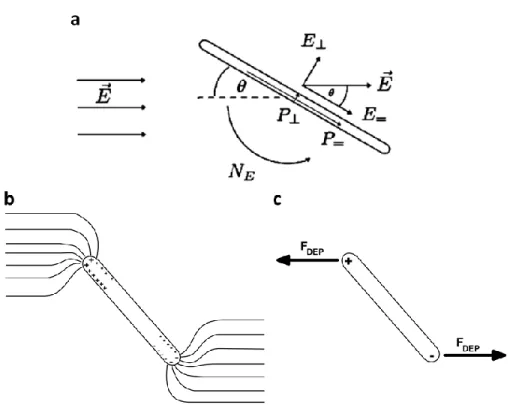 Figure 1-8 : (a) Paramètres importants pour la détermination analytique de la rotation d'un NTCs  par champ électrique AC [33]; (b) Influence des NTCs sur les lignes de champs dans le médium;  (c) Forces résultantes de la diélectrophorèse 