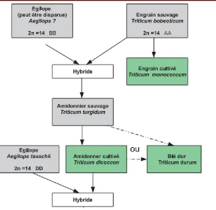 Fig 02 : l’origine génétique de blé dur (Feldman, 2001). 