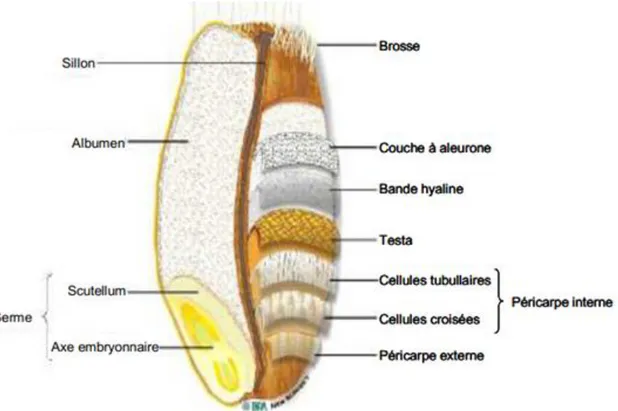 Fig 04 : Histologie du grain de blé (Surget et Barron, 2005). 