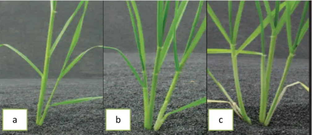 Fig 07 : Phase de tallage (Jamie et al., 2012). 