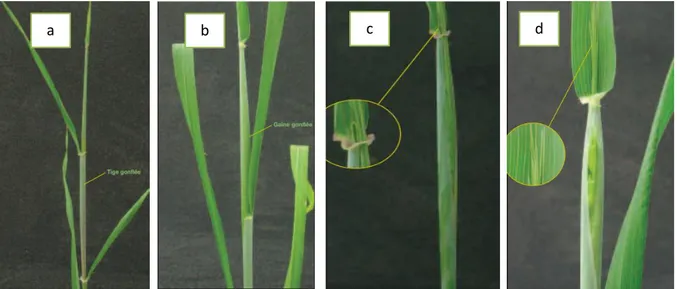 Fig 08 : La phase de Montaison- Gonflement (Jamie et al., 2012). 