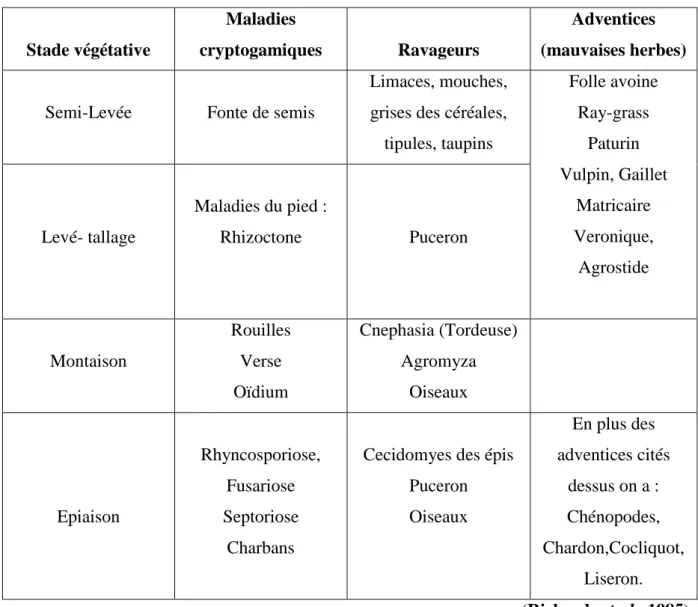 Tableau 04 : Principaux ravageurs, maladies et adventices du blé dur. 