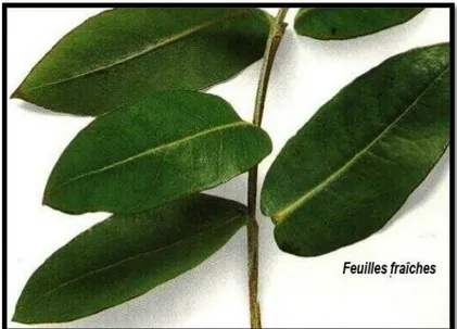 Fig. 03: Feuilles fraiches d’Eucalyptus globulus (Chevallier et al., 1997). 