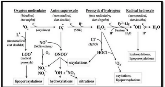 Fig. 05: Espèces oxygénées activées produites en cascade à partir de l’oxygène 