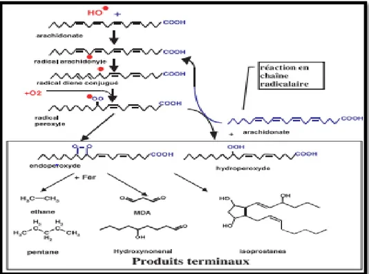 Fig. 06:  Mécanisme en chaîne de la peroxydation des acides gras polyinsaturés et nature des  produits terminaux formés (Favier, 2003)