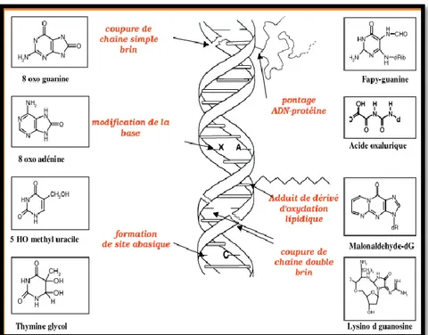 Fig. 07: Lésions de l’ADN formées par l’attaque radicalaire du patrimoine génétique des 