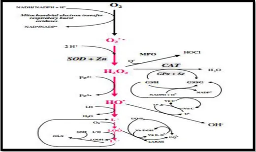 Fig. 08: Principales voies d'oxydation présentes dans les organismes vivants et les principaux 