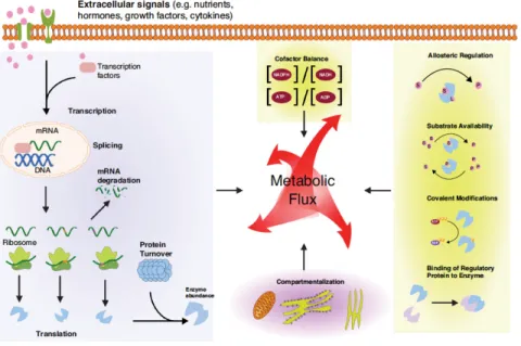 Figure 2-3 : Régulation des flux métaboliques par les métabolites (Wegner et al., 2015)  La synthèse des protéines est initiée dans le noyau, qui contient le matériel génétique, par  la transcription de l’ADN en ARN