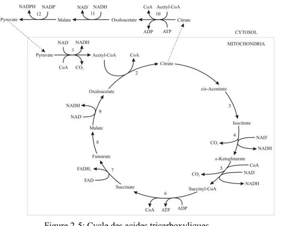 Figure 2-5: Cycle des acides tricarboxyliques 