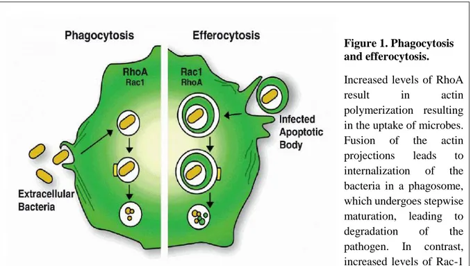 Figure 1. Phagocytosis  and efferocytosis. 