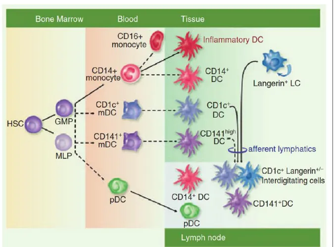 Figure 2. Distribution of major human dendritic cell (DC) subsets.  