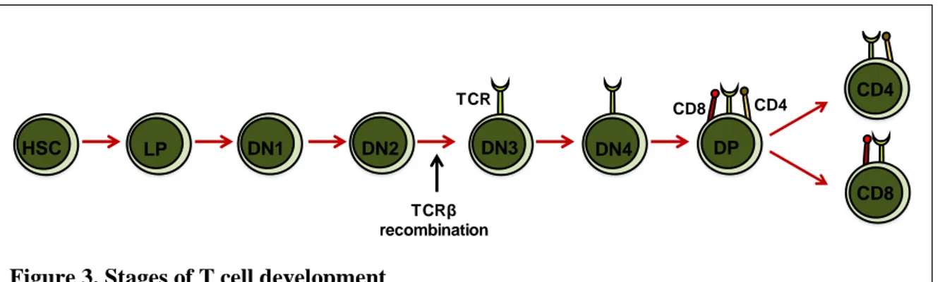 Figure 3. Stages of T cell development  