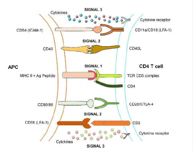 Figure 4. Signals involved in the differentiation of CD4 T cell 