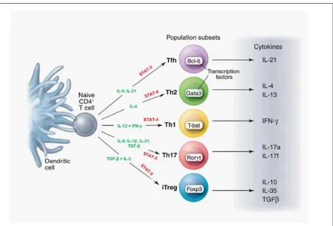 Figure 5. Differentiation of CD4 T cells.  