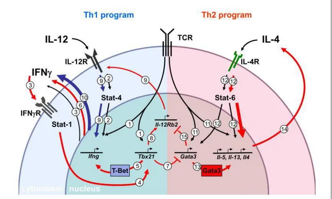 Figure 6. IL12 and IL4 driven T helper differentiation 