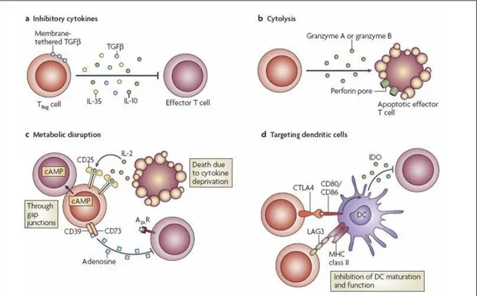 Figure 8. Treg mediated suppressive mechanism 