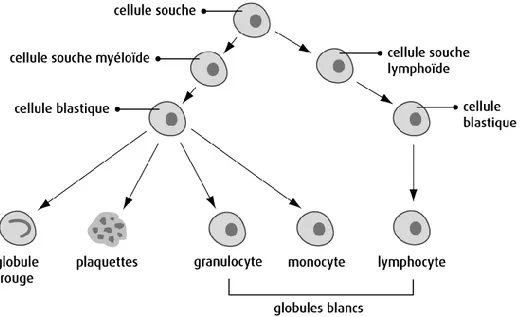 Figure  2-1    Développement  des  cellules  sanguines,  image  issue  de   http://www.cancer.ca/fr-ca/cancer-information/cancer-type/leukemia-acute-lymphocytic-all/acute-lymphocytic-leukemia/?region=qc 