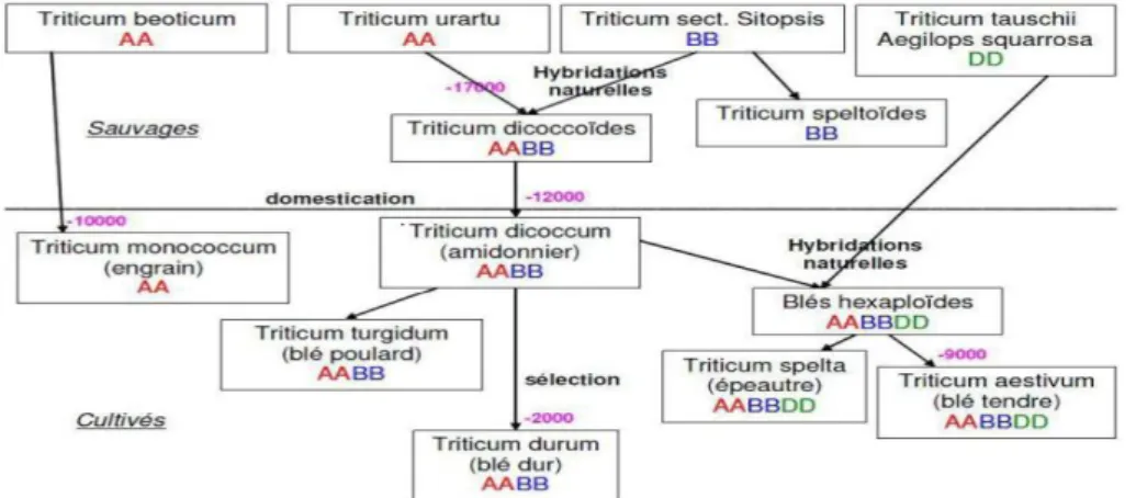 Figure 1 : Origines et généalogie du blé (Naville, 2005). 