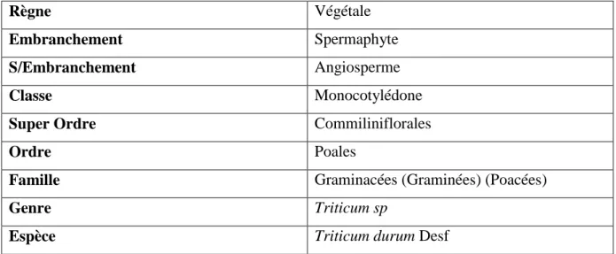Tableau I : la classification botanique du blé 