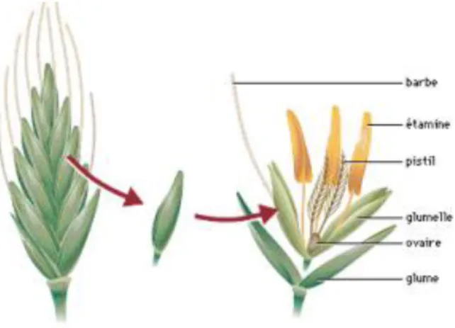 Figure 03 : Structure d’un épi et épillet du blé (Feillet,2000)  I-5-4 Le grain 