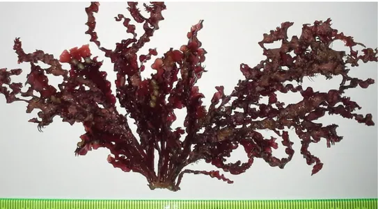 Fig. 14. Phyllophora crispa (Aspect général du thalle) Famille : Gigartinaceae