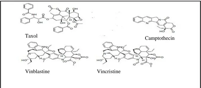 Figure 2. Structures de certains métabolites secondaires utilisés comme composés 