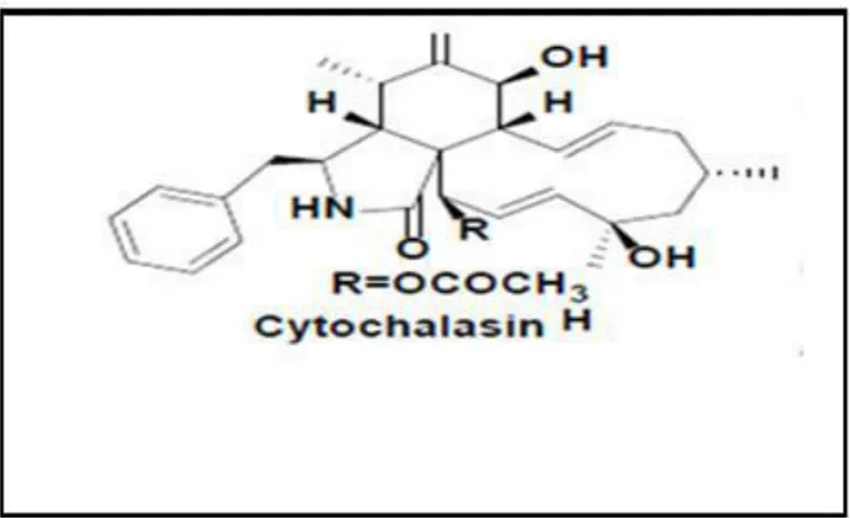 Figure 6. Structure de la cytochalasine H (Deshmukh et al., 2018). 