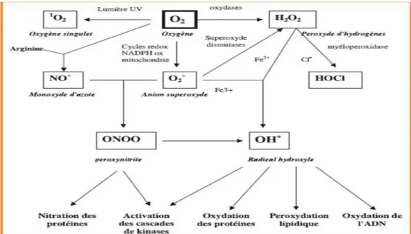 Figure 3 : Origine de différentes espèces réactives de l’oxygène et de l’azote radicalaire et  non radicalaires (Favier, 2003)