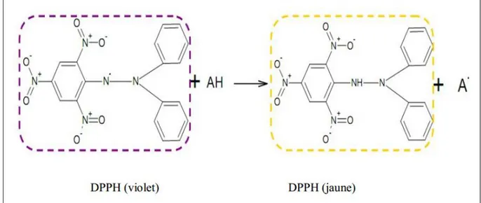 Figure 7 : Réaction d’un antioxydant avec le radical DPPH (Brand, 1995). 
