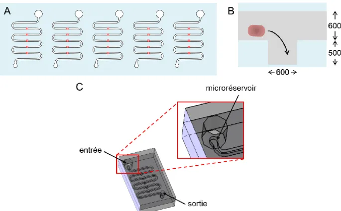 Figure  2.2:  Conception  de  la  plateforme  microfluidique.  A)  Vue  de  haut  de  la  plateforme  comportant  cinq  canaux  indépendants  (contours  noirs),  chacun  contenant  cinq  pièges  microfluidiques (rouge)