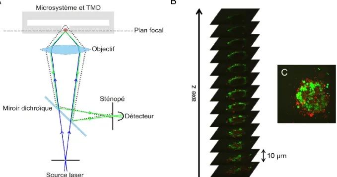 Figure 2.6: Principe de sectionnement optique en microscopie confocale. A) Schéma simplifié  d’un  microscope  confocal  inversé  qui  image  un  échantillon  piégé  dans  un  système  microfluidique  (vue  de  côté),  montrant  le  trajet  de  la  lumière