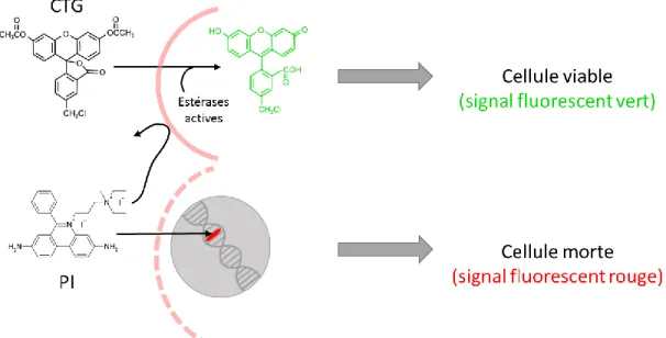 Figure  2.7:  Mécanismes  d’action  des  deux  fluorophores  utilisés  pour  distinguer  les  cellules  viables des cellules mortes