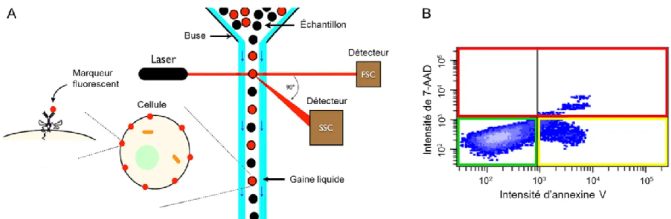 Figure 2.9: Principe de fonctionnement d’un cytomètre en flux. A) Une suspension cellulaire  (échantillon) est hydrofocalisée par la buse du système de sorte que les cellules circulent une à  une à l’intérieur de la gaine liquide